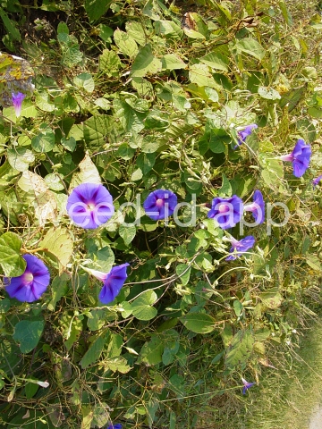 morningglory, tall
